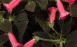 09-Kohleria_Peridots_Rolo_crop_BC