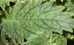 12-Amalophyllon_clarkii-3-JMH