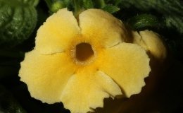 16-Episcia_Jim_Halls_Choice-5-JMH