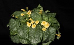 16-Episcia_Jim_Halls_Choice-JMH