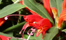 20-Aeschynanthus_humilis-3-JMH
