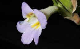 22-Primulina_spadiciformis-2-JMH