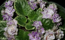 27A-Buckeye_Sarsparilla-3-JMH 27A-Buckeye_Sarsparilla-3-JMH