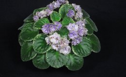 27A-Buckeye_Sarsparilla-RM 27A-Buckeye_Sarsparilla-RM
