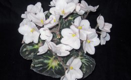 27B S KentuckyBride3118-DM 27B S KentuckyBride3118-DM