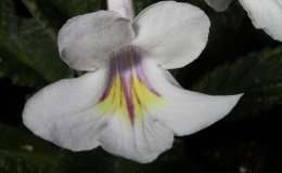 31A_Strep_Hrtlnds_Baby_Egrets-3-JMH 31A_Strep_Hrtlnds_Baby_Egrets-3-JMH