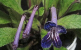 32-Streptocarpus_Heartland's_Polar_Midnight-Crop-RM