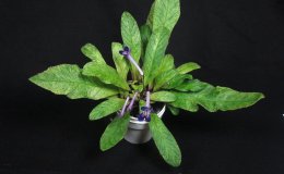 32-Streptocarpus_Heartland's_Polar_Midnight-RM