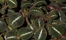 34_Episcia_la_solidad-2-JMH