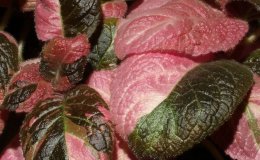35A-Episcia_Ember_Lace-2-JMH