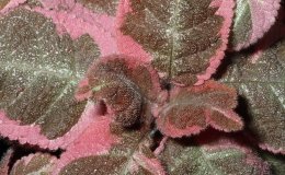 35C-Episcia_Pink_Smoke-2-JMH