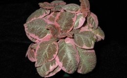 35C-Episcia_Pink_Smoke-JMH
