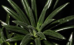 36A-Primulina_wentsaii-2-JMH