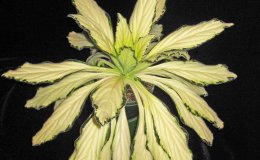 36B P Cynthia3172-DM