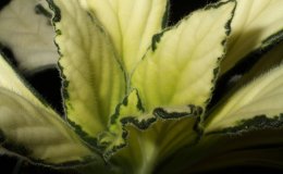 36B_Primulina_Cynthia-2-JMH