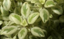37A-Streptocarpus saxorum-Cl2-JMH 37A-Streptocarpus saxorum-Cl2-JMH