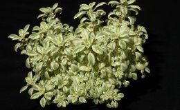 37A-Streptocarpus saxorum-JMH 37A-Streptocarpus saxorum-JMH