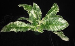 37B S IcedArtistry3212-DM 37B S IcedArtistry3212-DM