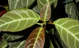38A-Drymonia_chiribogana-3-JMH 38A-Drymonia_chiribogana-3-JMH