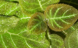 38B-Pearcea_hypocyrtiflora-2JMH 38B-Pearcea_hypocyrtiflora-2JMH
