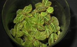 38B-Pearcea_hypocyrtiflora-JMH 38B-Pearcea_hypocyrtiflora-JMH