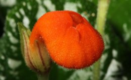 40-Gasteranthus_anomalus-Cl-JMH 40-Gasteranthus_anomalus-Cl-JMH