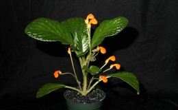 40-Gasteranthus_anomalus-JMH 40-Gasteranthus_anomalus-JMH