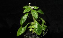 44_Cremosperma_sp-2-JMH