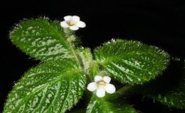 44_Cremosperma_sp-JMH 44_Cremosperma_sp-JMH