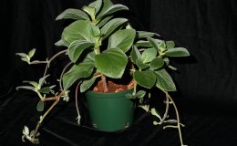 45-Alsobia_sp--JMH
