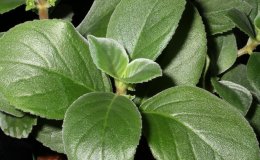45-Alsobia_sp-cl-JMH