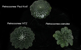 47-Petrocosmea_Collection-label-JMH