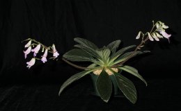 49-Primulina_Kazu-JMH