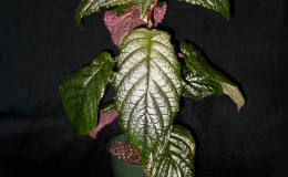 2014 Convention - New Gesneriads - Class 41 Species not in flower 2014 Convention - New Gesneriads - Class 41 Species not in flower