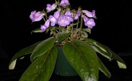 2014 Convention - Class 1 Sinningia speciosa species or hybrids 2014 Convention - Class 1 Sinningia speciosa species or hybrids