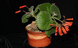 2014 Convention - Class 2 Other Sinningia species with rosette growth pattern Best in Section A (New World Tuberous Gesneriad in Flower) 2014 Convention - Class 2 Other Sinningia species with rosette growth pattern Best in Section A (New World Tuberous Gesneriad in Flower)