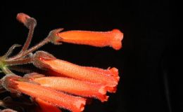 2014 Convention - Class 2 Other Sinningia species with rosette growth pattern Best in Section A (New World Tuberous Gesneriad in Flower) 2014 Convention - Class 2 Other Sinningia species with rosette growth pattern Best in Section A (New World Tuberous Gesneriad in Flower)