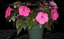 2014 Convention – Class 8 Achimenes/×Achimenantha Special Award for Best Achimenes/×Achimenantha 2014 Convention – Class 8 Achimenes/×Achimenantha Special Award for Best Achimenes/×Achimenantha