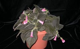 2014 Convention - Class 9 Kohleria - Special Award for Best Peridots Hybrid 2014 Convention - Class 9 Kohleria - Special Award for Best Peridots Hybrid