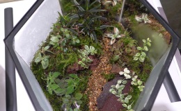2014 Convention - Class 64 Terrarium – Straight-sided - Runner-Up to Best in Artistic