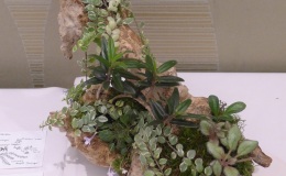 2014 Convention - Class 67 Natural Garden - Best Artistic and Best in Section M (Planting of Growing Gesneriad Material)