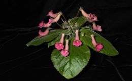 2014 Convention - Class 4 Other Sinningia hybrids with rosette growth pattern 2014 Convention - Class 4 Other Sinningia hybrids with rosette growth pattern