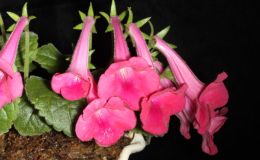 2014 Convention - Special Award for Best Taiwan Hybrid [class 5]