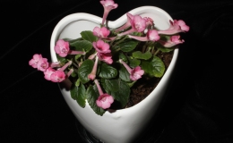 2014 Convention – Class 6 Other Sinningia species or hybrids (largest leaf less than 1” long and Special Award for Second Best Taiwan Hybrid 2014 Convention – Class 6 Other Sinningia species or hybrids (largest leaf less than 1” long and Special Award for Second Best Taiwan Hybrid