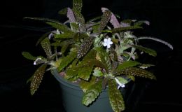 2014 Convention - Class 7 Other tuberous gesneriads 2014 Convention - Class 7 Other tuberous gesneriads