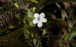 2014 Convention - Class 7 Other tuberous gesneriads 2014 Convention - Class 7 Other tuberous gesneriads