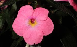 2014 Convention – Class 8 Achimenes/×Achimenantha Special Award for Best Achimenes/×Achimenantha 2014 Convention – Class 8 Achimenes/×Achimenantha Special Award for Best Achimenes/×Achimenantha