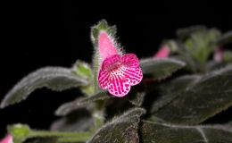2014 Convention - Class 9 Kohleria - Special Award for Best Peridots Hybrid 2014 Convention - Class 9 Kohleria - Special Award for Best Peridots Hybrid