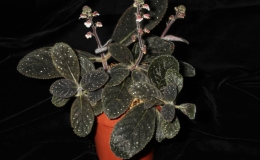 2014 Convention - Class 12 Other rhizomatous gesneriads less than 5" in all dimensions