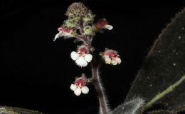 2014 Convention - Class 12 Other rhizomatous gesneriads less than 5" in all dimensions